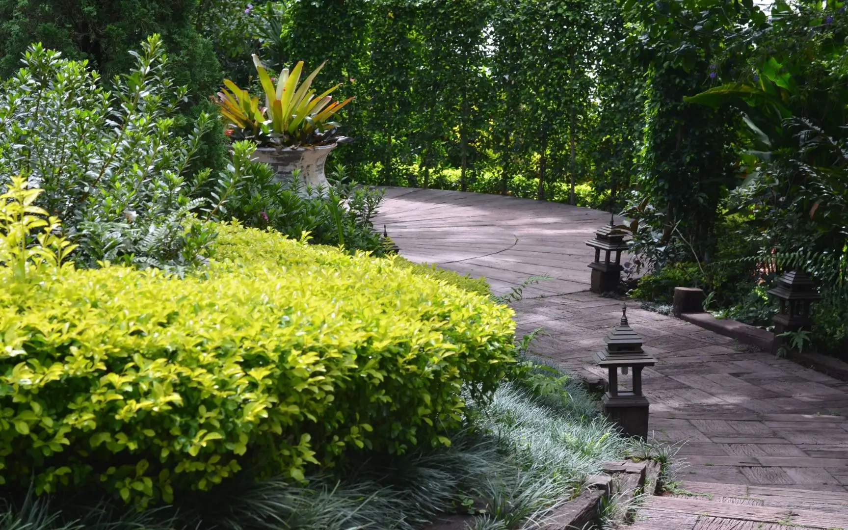 A garden with many plants and trees